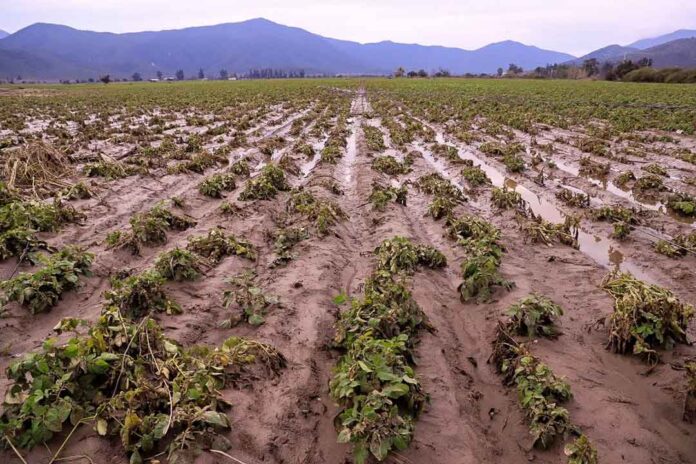 Ministro Valenzuela monitorea el grado de afectación agrícola en la RM: “Es más acotada que el año pasado, pero en algunos lugares golpeó y duro”