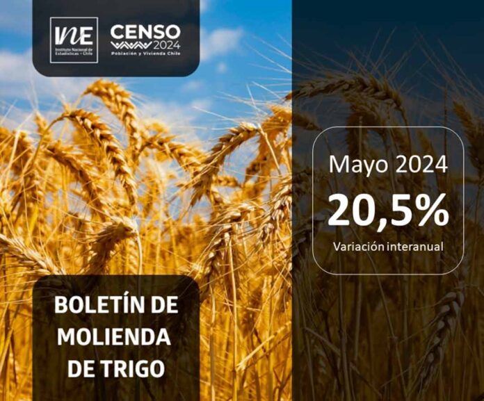 Molienda de trigo de la Región del Biobío aumentó 20,5% en mayo