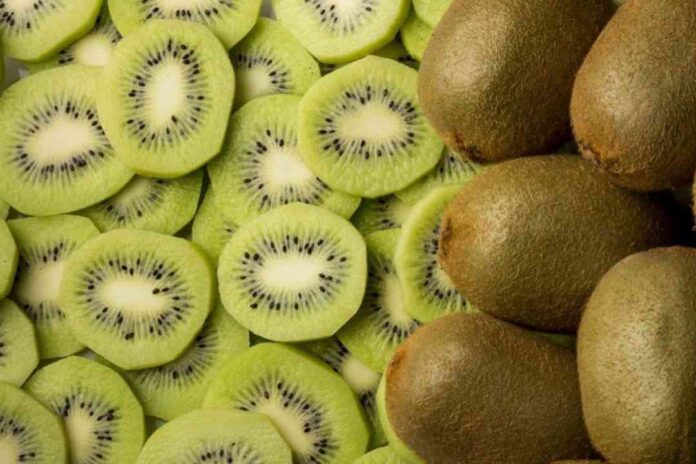 Nueva estimación del Comité del Kiwi: Exportaciones crecerían 7% esta temporada