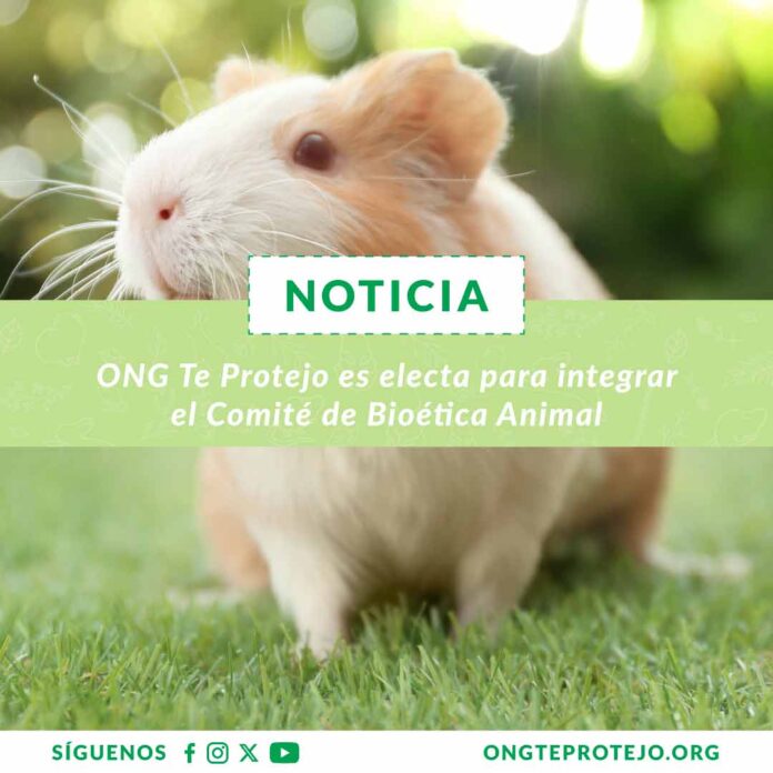 ONG Te Protejo