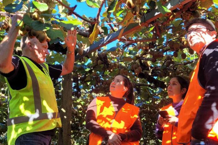 Productores chilenos del Comité del Kiwi de Frutas de Chile visitan a productores de Zespri en Nueva Zelanda