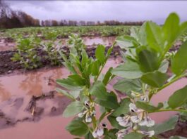 Programa Siembra por Chile 2024 dispone de $131 mil millones iniciales para fortalecer la agricultura