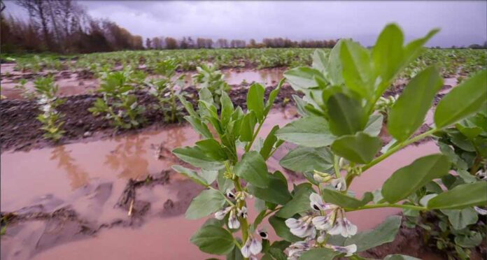 Programa Siembra por Chile 2024 dispone de $131 mil millones iniciales para fortalecer la agricultura