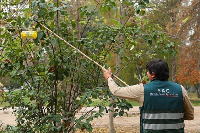 SAG intensifica despliegue operativo para proteger a Chile de la mosca de la fruta