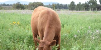 Seminario alfalfa: conoce el imperdible programa del 25 de junio