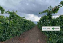 Multiplex y Viroscope: Revolucionando la Competitividad y Rentabilidad en la Cadena Productiva Agrícola