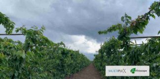 Multiplex y Viroscope: Revolucionando la Competitividad y Rentabilidad en la Cadena Productiva Agrícola