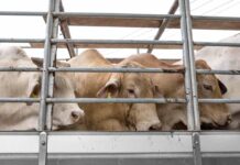 Advierten de riesgo pandémico en transporte de ganado riesgo pandémico en transporte de ganado