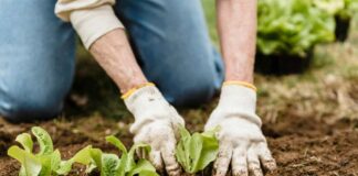 ¿Plantar o no en temporada de invierno Académicos UCSC entregan consejos para cultivar en esta época