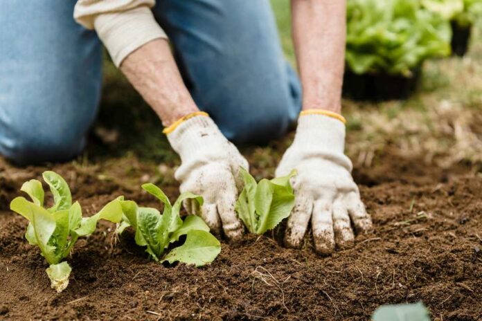 ¿Plantar o no en temporada de invierno Académicos UCSC entregan consejos para cultivar en esta época