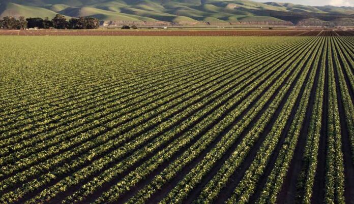 ¿Tienes un terreno agrícola? Claves por las que se debería saber cómo valorizarlos