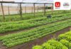 Alianza entre Unimarc e INDAP permite a más de 50 pequeños agricultores comercializar sus hortalizas en la cadena de supermercados