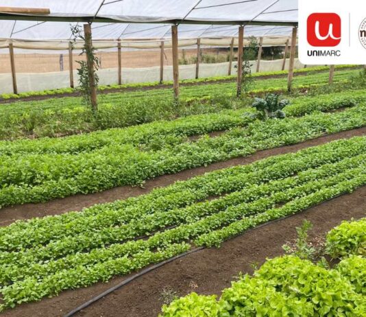 Alianza entre Unimarc e INDAP permite a más de 50 pequeños agricultores comercializar sus hortalizas en la cadena de supermercados