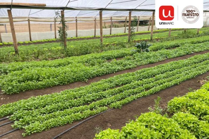 Alianza entre Unimarc e INDAP permite a más de 50 pequeños agricultores comercializar sus hortalizas en la cadena de supermercados