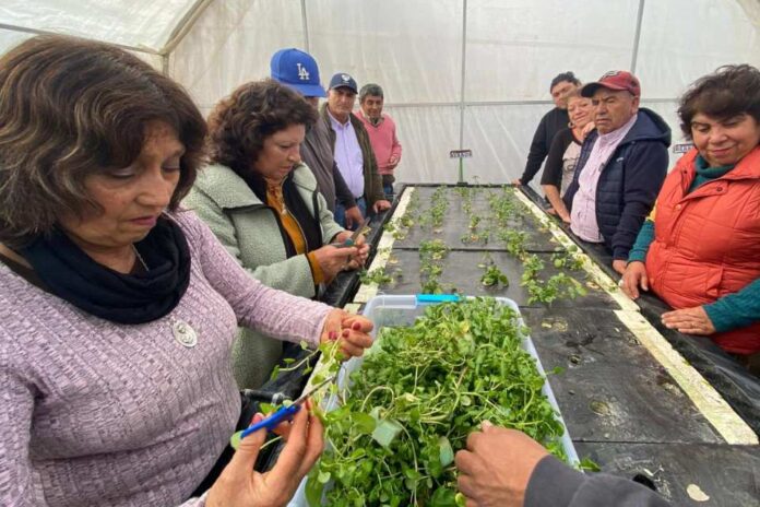 Berro hidropónico, el superalimento que se alza como alternativa productiva eficiente y saludable en zonas de escasez hídrica