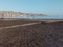 Científicos de Antofagasta y Coquimbo estudian residuos de algas como mejoradores de cultivos en zonas áridas