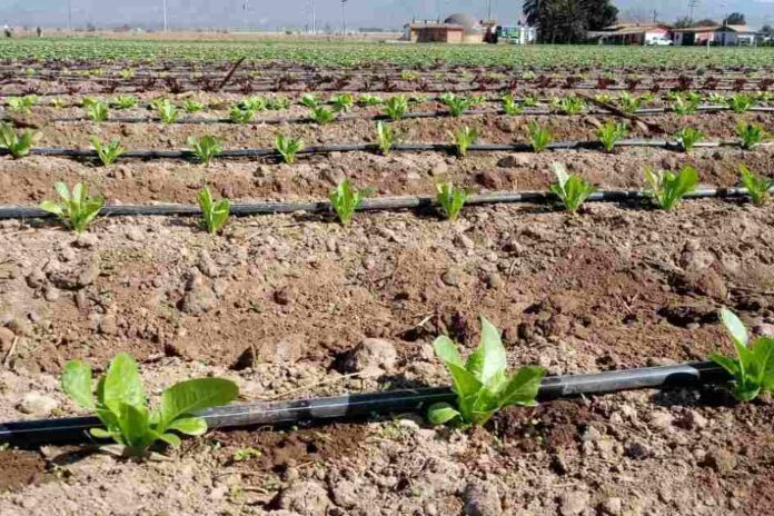 Comunidades agrícolas e indígenas del Norte Chico podrán participar en concurso de tecnificación para proyectos no seleccionados de la CNR