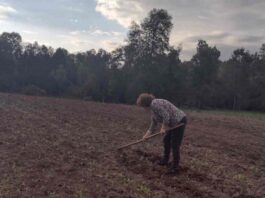 La Manzana de Valdivia y su proyecto de legumbres agroecológicas con familias campesinas
