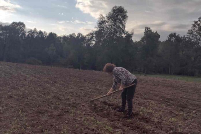 La Manzana de Valdivia y su proyecto de legumbres agroecológicas con familias campesinas