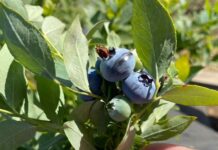 Crean tres variedades de berries adaptables al cambio climático y mejor rendimiento