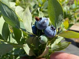 Crean tres variedades de berries adaptables al cambio climático y mejor rendimiento