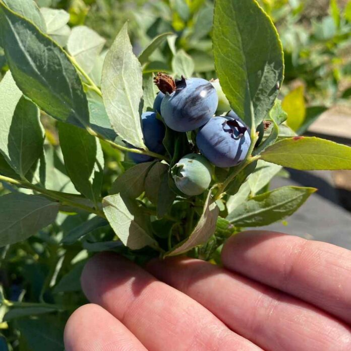 Crean tres variedades de berries adaptables al cambio climático y mejor rendimiento