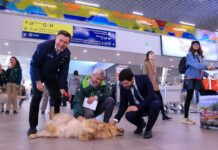 Debido al aumento de viajes con mascotas, el SAG facilita trámites para dueños de perros y gatos