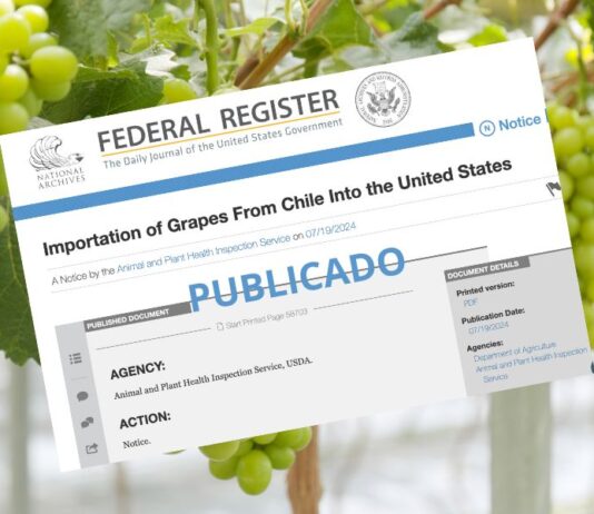 Fruteros celebran publicación de protocolo en Federal Register de EEUU: "Desde la próxima temporada enviaremos uvas chilenas sin fumigar a Estados Unidos"
