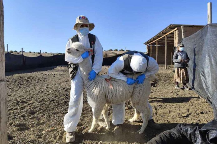 El 61% de las enfermedades humanas son zoonóticas: El SAG llama a la Acción en el Día Mundial de las Zoonosis