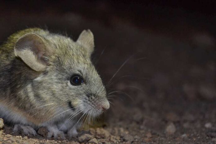 Gato Andino en riesgo: una de sus presas predilectas están muriendo de forma misteriosa en río de Lo Barnechea