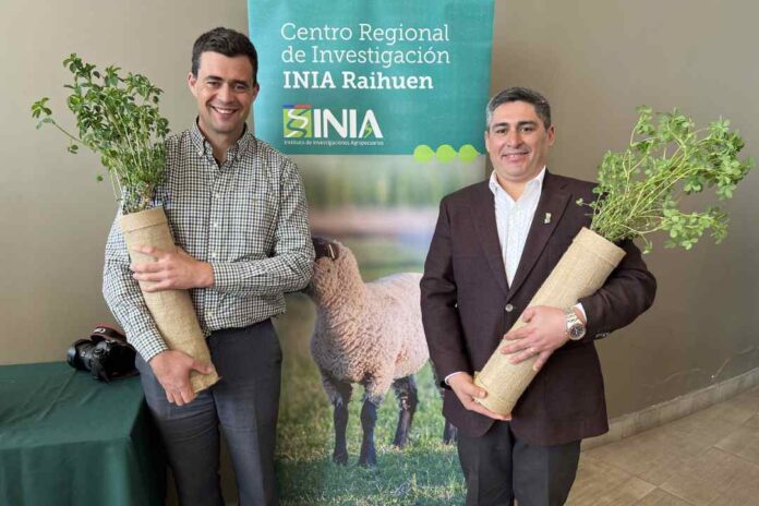 INIA lanza primera variedad de alfalfa de secano que destaca por su alta persistencia y potencial productivo 