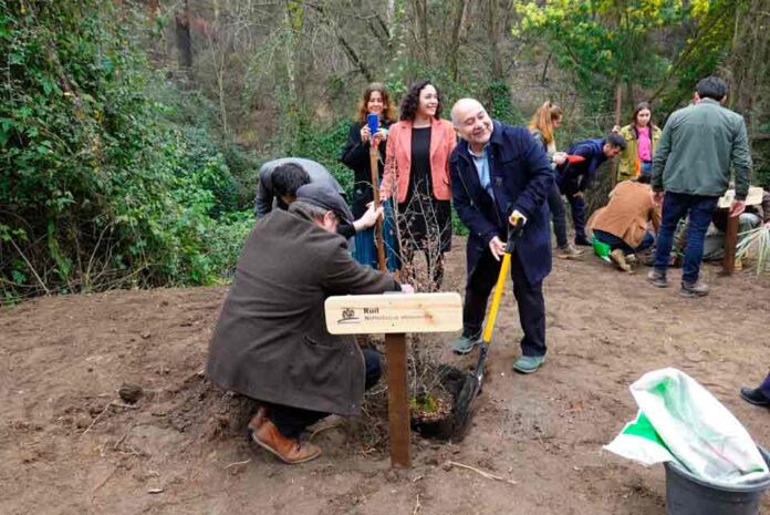 Jardín Botánico presentó la colección de los árboles monumentos naturales de Chile