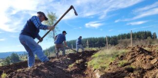 Microterrazas aportan a la conservación de suelos degradados en Ñuble