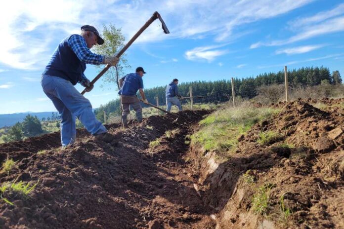 Microterrazas aportan a la conservación de suelos degradados en Ñuble