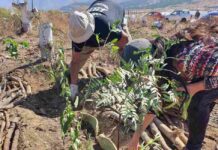 Realizarán capacitaciones en Agricultura Regenerativa para productores de Cabildo y Petorca