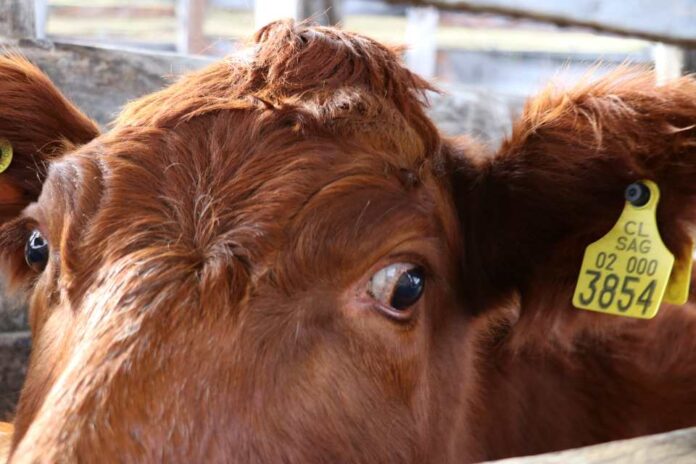 SAG Aysén extiende el llamado a mantener vigente la Declaración Anual de Existencia Animal