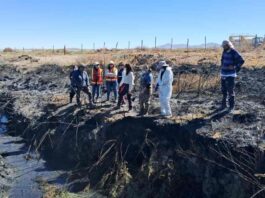 SAG realiza evaluación en terreno tras incendio forestal que amenaza hábitat de la Ranita del Loa