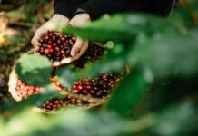 Los resultados de la gestión sostenible que destacan a NESCAFÉ