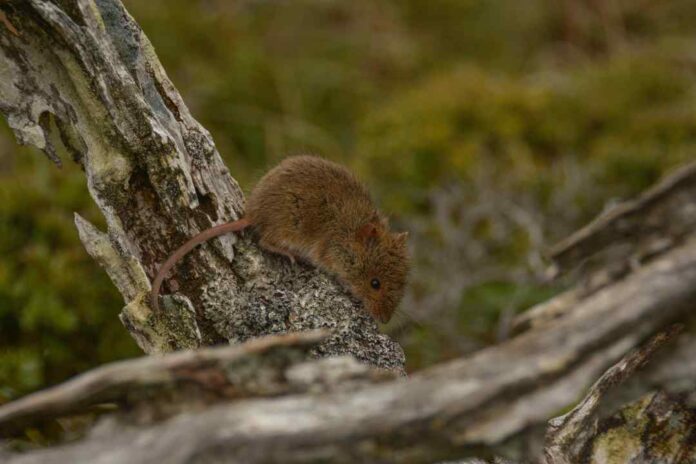 Una especie de roedor chileno es el mamífero terrestre más austral del planeta. ratón oliváceo