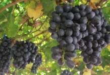 Fedefruta destaca que uva chilena será más competitiva tras publicación de protocolo que elimina fumigación en Estados Unidos