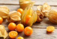 Goldenberries: Logran convertir una planta silvestre en un cultivo de interés agrícola 