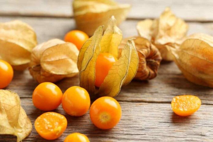 Goldenberries: Logran convertir una planta silvestre en un cultivo de interés agrícola 