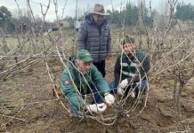 SAG Biobío  comenzó entrega de emisores de confusión sexual predial a productores/as de vid y de arándanos