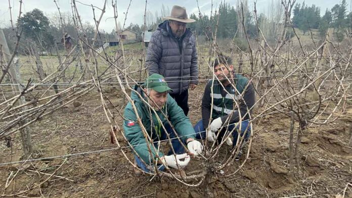 SAG Biobío  comenzó entrega de emisores de confusión sexual predial a productores/as de vid y de arándanos