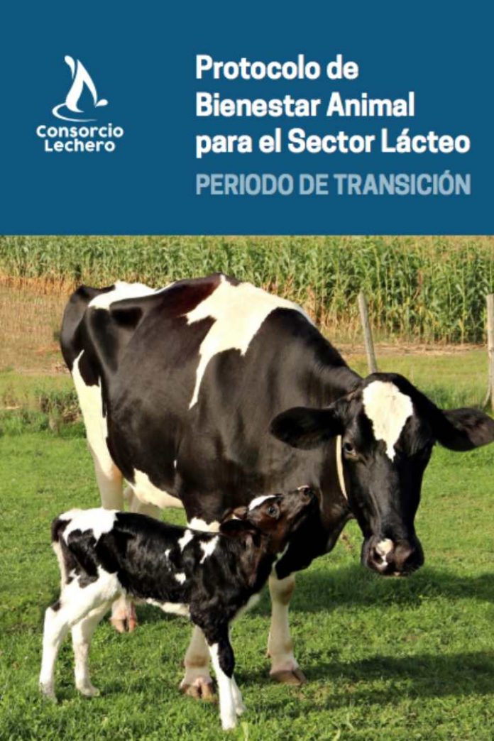 Comité de Bienestar Animal del Consorcio Lechero: presentan Protocolo de Bienestar Animal para período de transición en vacas lecheras