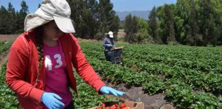 Concurso de Pequeña Agricultura