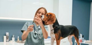 Día Mundial contra la Rabia: la importancia de la vacunación para proteger a mascotas y familias