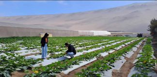 Empresas del Valle de Azapa y Pampa Concordia