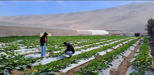 Empresas del Valle de Azapa y Pampa Concordia