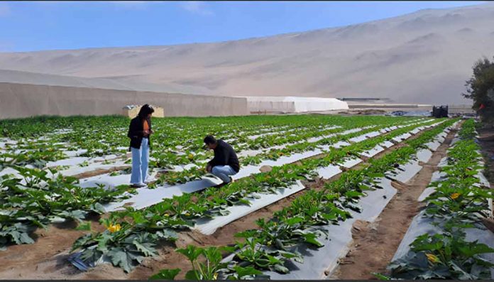 Empresas del Valle de Azapa y Pampa Concordia